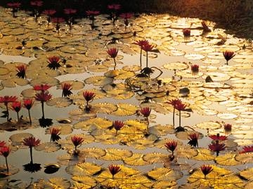 80x60 | Lotus Pond ( Baumann Bruno )