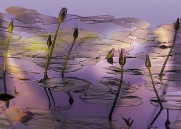 70x50 | Lotus ( Harris Susan )