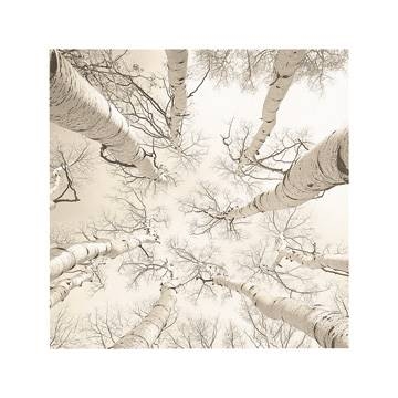51x51 | Silver Birch ( Brock Adam )