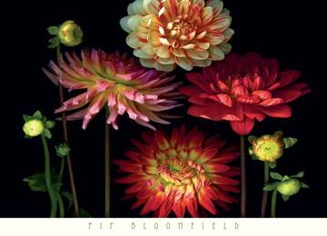 91x66 | Dahlia Garden ( Bloomfield Pip )